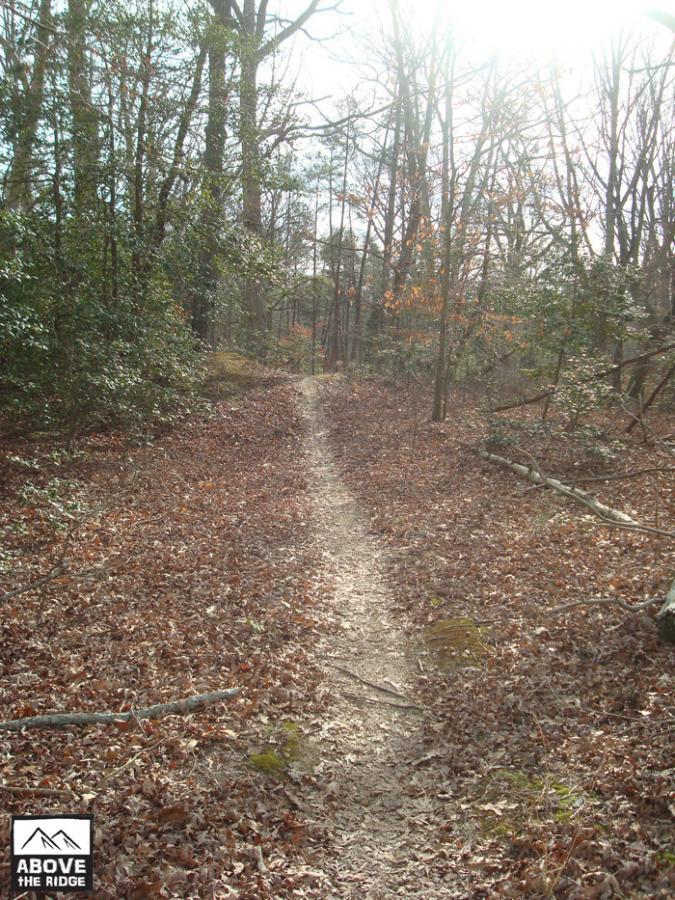 A narrow dirt path winding through a forest, surrounded by trees with sparse leaves and patches of sunlight filtering through. The ground is covered with fallen leaves and some twigs, creating a natural, earthy atmosphere. York River State Park mountain bike trail.
