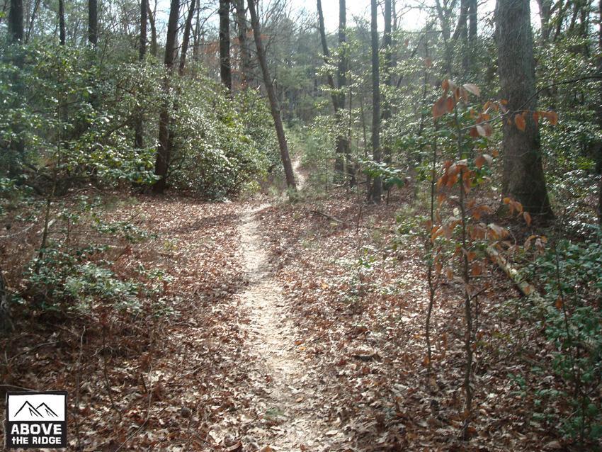 A winding dirt trail lined with trees and bushes, covered in fallen leaves, leading through a wooded area. The scene is well-lit, suggesting a clear day, with some green foliage and a few remaining autumn leaves visible. York River State Park mountain bike trail.