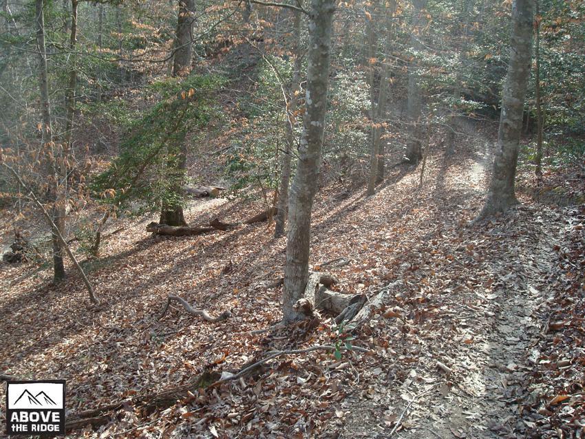 A tranquil forest scene featuring a winding dirt path surrounded by trees. The forest floor is covered with fallen leaves, and sunlight filters through the branches, casting soft shadows on the ground. A few logs rest on the ground, adding to the natural scenery. York River State Park mountain bike trail.