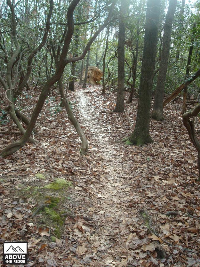A narrow dirt path winds through a wooded area, surrounded by trees and underbrush. The forest floor is covered with leaves, and sunlight filters through the branches above, creating a serene atmosphere. A large rock is visible in the distance along the trail. York River State Park mountain bike trail.