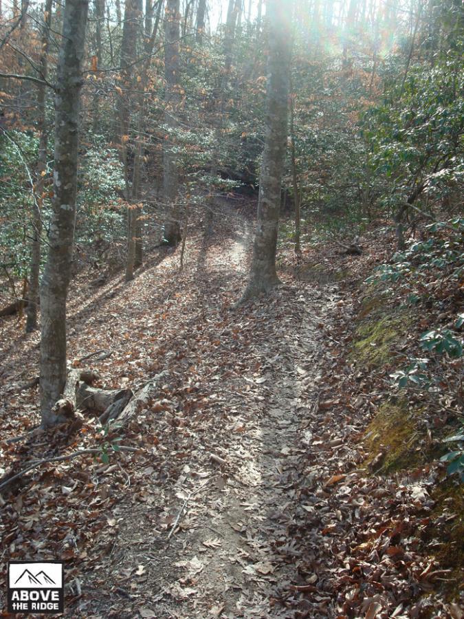 A winding dirt trail through a wooded area, surrounded by trees and scattered autumn leaves. Sunlight filters through the canopy, creating a warm glow on the path. York River State Park mountain bike trail.