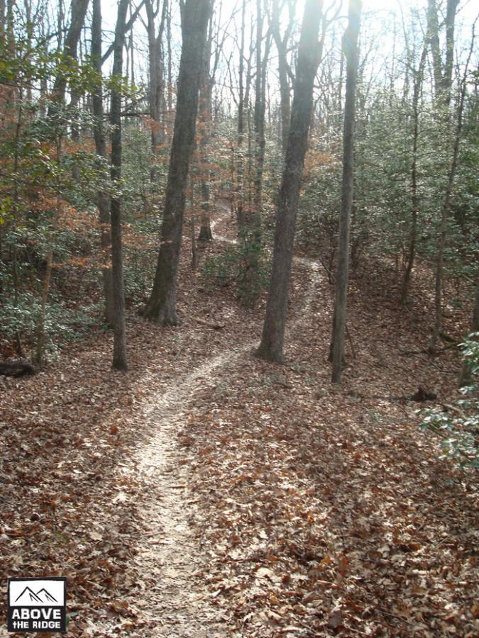 A winding dirt path through a dense wooded area, surrounded by tall trees with sparse leaves. Sunlight filters through the branches, illuminating patches of the trail covered in fallen leaves. York River State Park mountain bike trail.