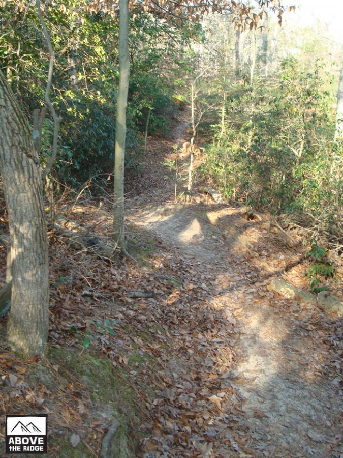 A scenic walking path through a wooded area, lined with trees and scattered leaves on the ground, leading into the distance. Sunlight filters through the foliage, creating a serene atmosphere. York River State Park mountain bike trail.