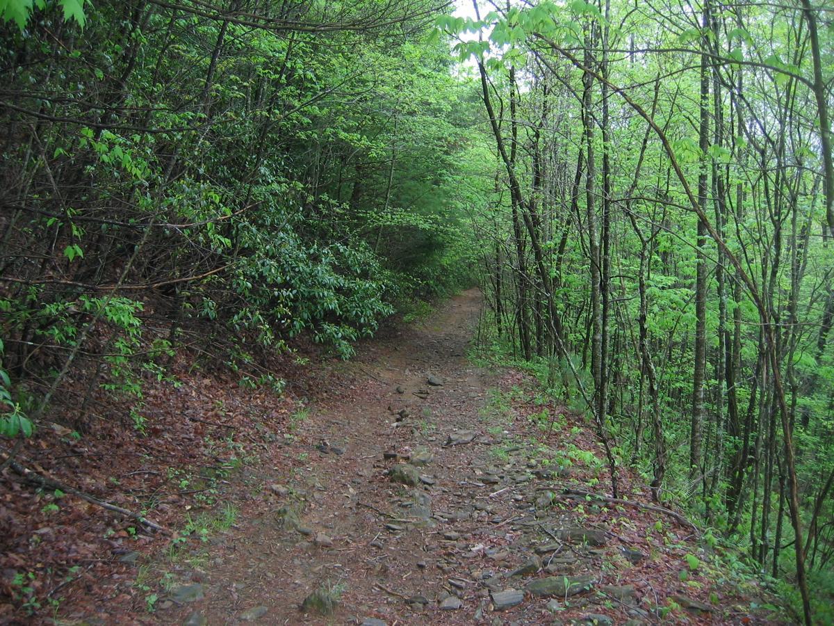 A narrow dirt trail winds through a lush, green forest, flanked by dense foliage and trees. The ground is covered with rocks and fallen leaves, indicating a natural, unpaved path. Sunlight filters through the leaves, creating a serene and inviting atmosphere. Canada Creek mountain bike trail.