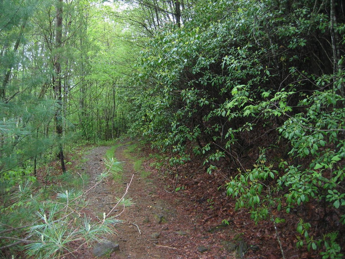 A winding dirt path through a lush green forest, flanked by dense foliage and tall trees, with small pine branches visible in the foreground. The ground is covered in a mix of dirt and fallen leaves, suggesting a tranquil natural setting. Canada Creek mountain bike trail.