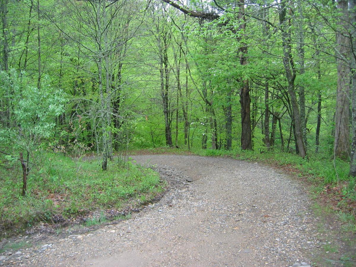 Winding gravel path through a lush green forest, surrounded by tall trees and vibrant foliage. Canada Creek mountain bike trail.