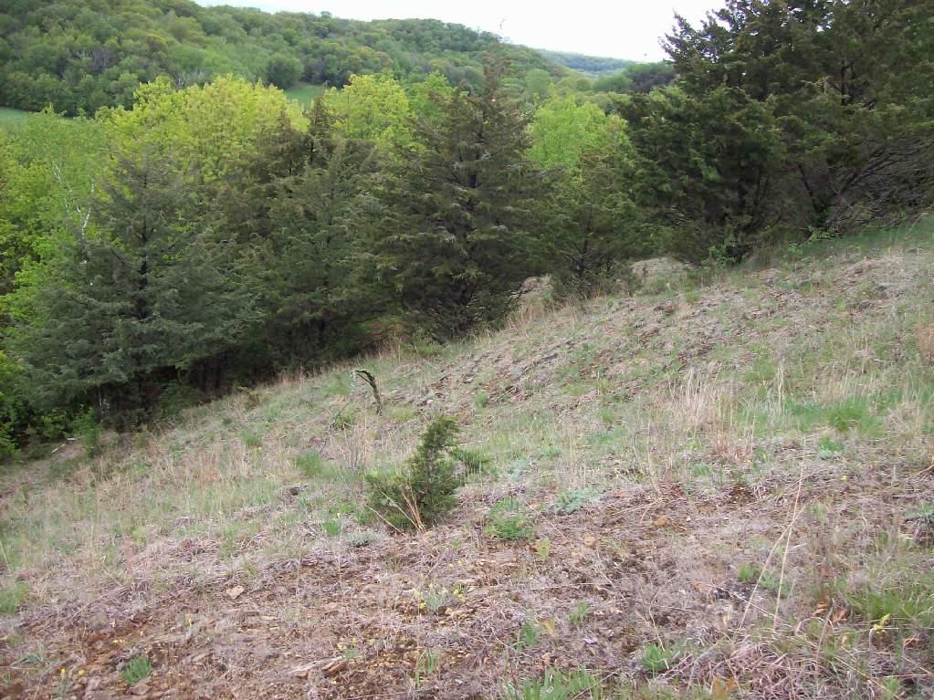 A lush, green hillside adorned with a mix of shrubs and trees, leading to a forest in the background. The area shows signs of recent growth, with patches of grass and sparse rocks scattered across the ground. The scene captures a peaceful natural environment with varying shades of green from the trees and plants. Levis Mounds mountain bike trail.