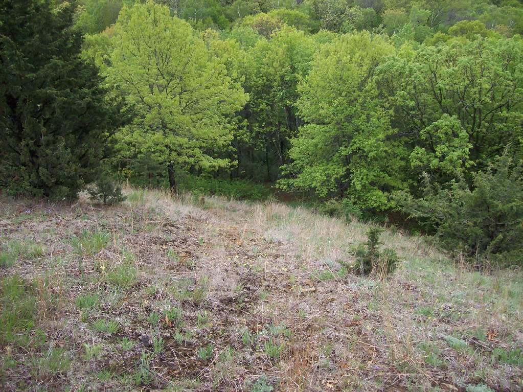 A lush green landscape with a slope covered in sparse grass and small shrubs, leading down to a dense forest of vibrant green trees in the background. The scene captures the fresh spring atmosphere, highlighting various shades of green throughout the foliage. Levis Mounds mountain bike trail.