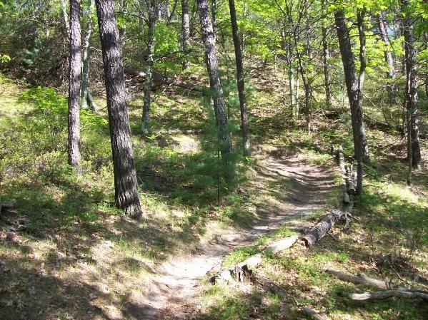 A winding dirt trail surrounded by tall trees and lush greenery, leading through a serene forest landscape. The sunlight filters through the leaves, creating a peaceful and inviting atmosphere. Levis Mounds mountain bike trail.