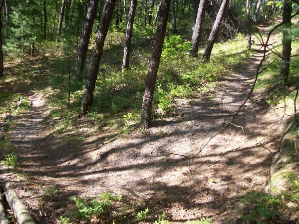 A winding dirt path through a forest, surrounded by tall trees and lush green undergrowth. The path splits into two directions, with sunlight filtering through the branches, casting soft shadows on the ground. Levis Mounds mountain bike trail.