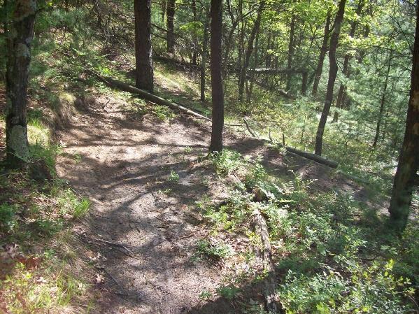 A sunlit forest trail winding through trees, with a sandy path edged by greenery and scattered fallen branches. Levis Mounds mountain bike trail.