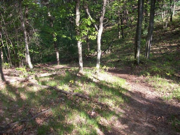 A sunlit forest path winding through green foliage, with trees lining both sides and patches of grass and fallen branches on the ground. Levis Mounds mountain bike trail.