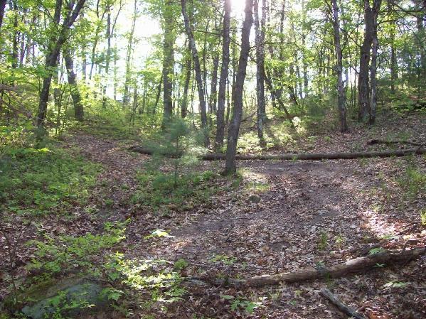 A peaceful wooded area with sunlight filtering through the trees, highlighting two diverging paths covered with fallen leaves. Shadows are cast by the tall trees, creating a serene atmosphere in nature. Levis Mounds mountain bike trail.