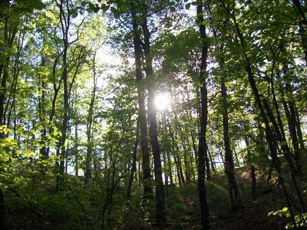 A sunbeam shining through a lush forest, with tall trees and green foliage creating a serene and natural atmosphere. Levis Mounds mountain bike trail.