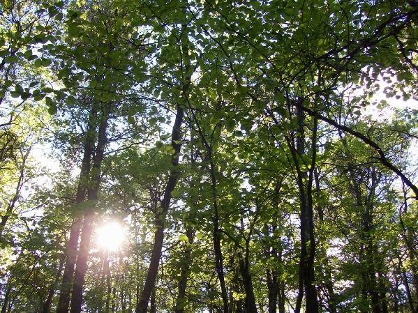 Sunlight filters through a canopy of green leaves in a forest, with tall trees rising above and a soft glimmer of light visible in the background. Levis Mounds mountain bike trail.