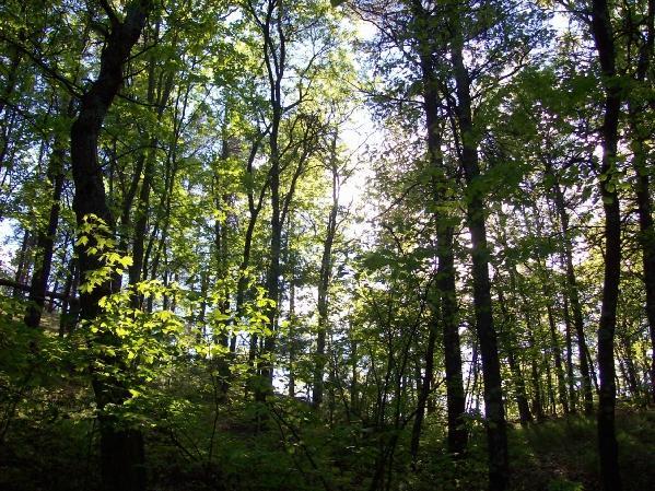 A serene forest scene featuring tall trees with vibrant green leaves, sunlight filtering through the canopy, creating a dappled light effect on the ground. The atmosphere appears calm and natural, showcasing the beauty of a lush woodland environment. Levis Mounds mountain bike trail.