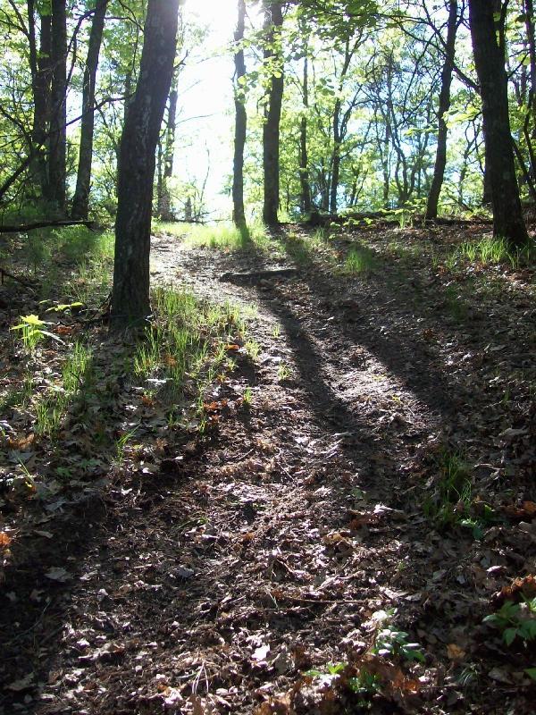 A sunlit forest path winding through tall trees, with soft shadows and patches of green grass along the trail, creating a serene atmosphere. Levis Mounds mountain bike trail.