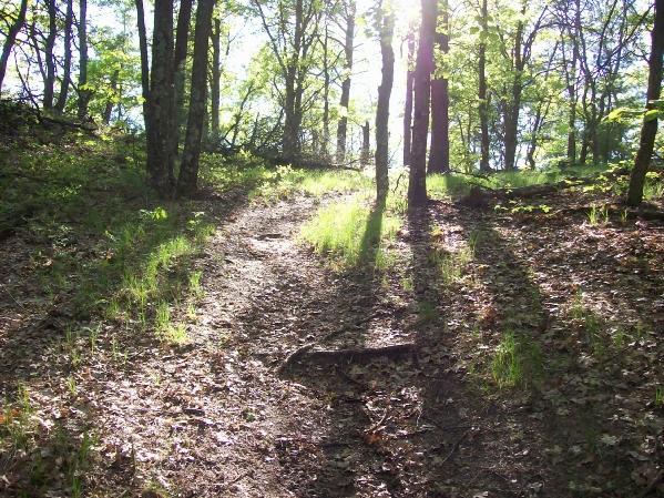 A sunlit forest path winding through trees, with patches of green grass and dappled light creating a serene atmosphere. Levis Mounds mountain bike trail.