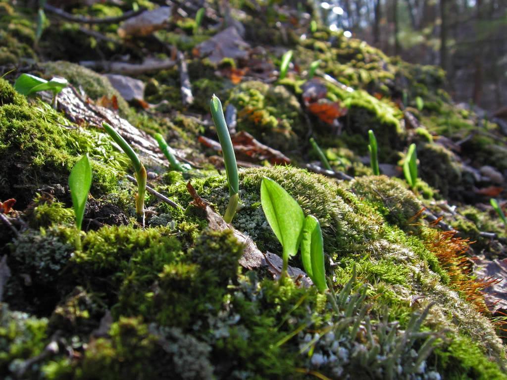Fresh green shoots emerging from a moss-covered forest floor, with sunlight filtering through trees in the background. Levis Mounds mountain bike trail.