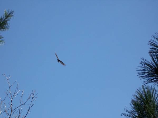 A bird in flight against a clear blue sky, with tree branches visible in the foreground. Levis Mounds mountain bike trail.
