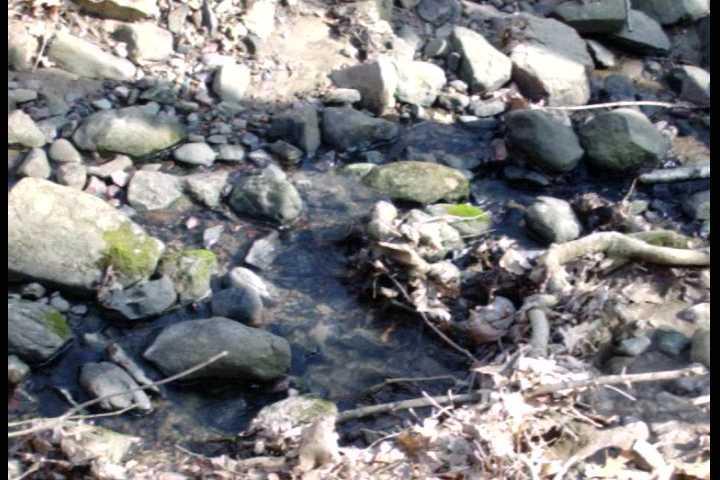 A small, shallow stream flows through a rocky bed, surrounded by various sizes of smooth stones and pebbles. The water is clear and reflects the natural light, while patches of moss and dried leaves are scattered along the edges. Listeman Arboretum mountain bike trail.