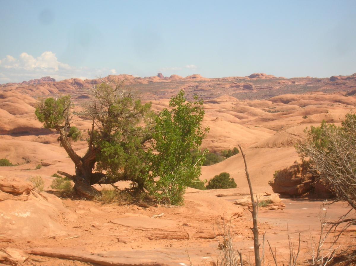 A scenic view of a rugged desert landscape featuring reddish-brown terrain and sparse vegetation, including a twisted tree and smaller green bushes. The sky is clear with a few clouds, and distant rocky formations can be seen in the background. Slickrock mountain bike trail.