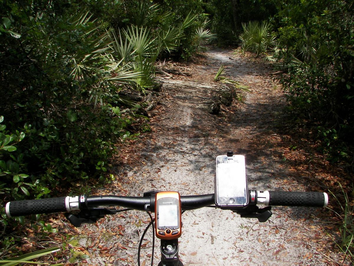 A view from the handlebars of a mountain bike on a sandy, overgrown trail surrounded by lush greenery. A GPS device and a smartphone are mounted on the handlebars, displaying the path ahead. The trail is narrow and features a fallen log, indicating a natural, rugged environment ideal for biking. Spruce Creek Preserve mountain bike trail.