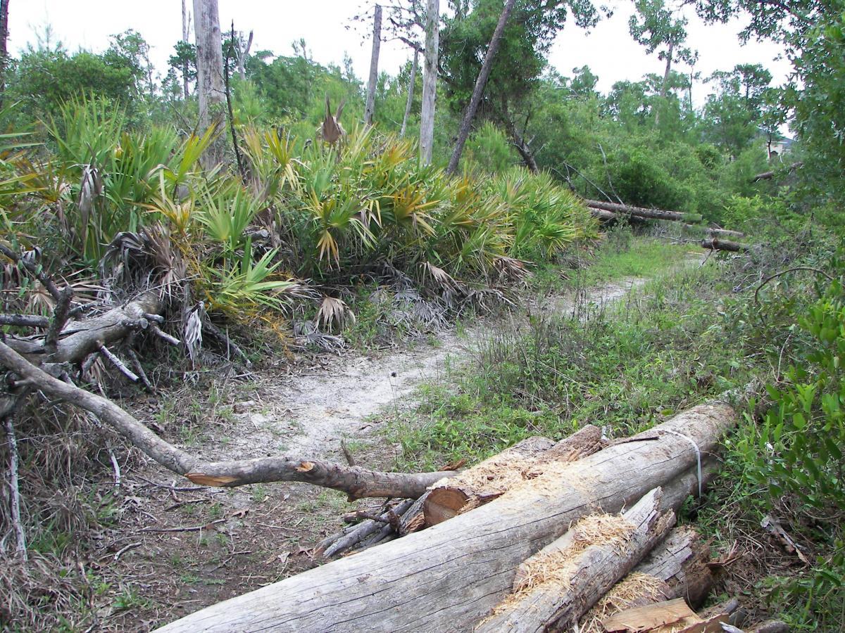 A forested trail surrounded by greenery, featuring palm plants and fallen logs. The path is narrow, partially obscured by the natural vegetation and debris from tree branches. Turkey Creek mountain bike trail.