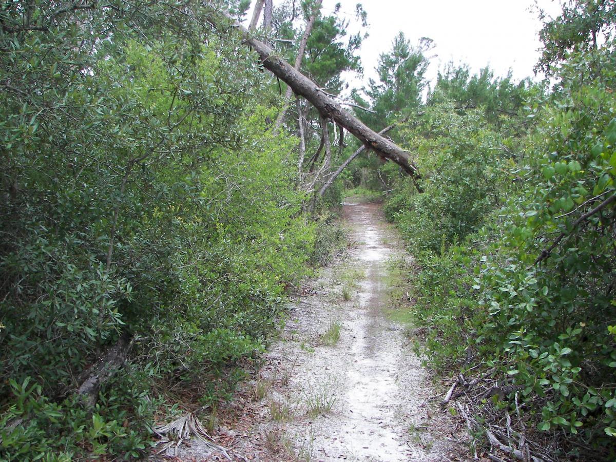A sandy trail flanked by lush green shrubs and trees, with a fallen tree branch arching over the path. The scene captures a tranquil, natural setting in a wooded area, inviting exploration. Turkey Creek mountain bike trail.