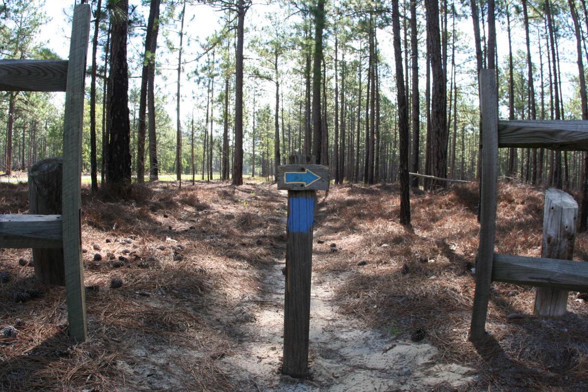 A dirt path leads through a dense pine forest, marked by a weathered wooden post with a blue arrow indicating the direction to follow. Sunlight streams through the trees, illuminating the ground covered with pine needles and cones. A wooden fence is visible on either side of the path, suggesting an entrance or exit point into the woods. Cheraw State Park Mountain Bike Trail mountain bike trail.