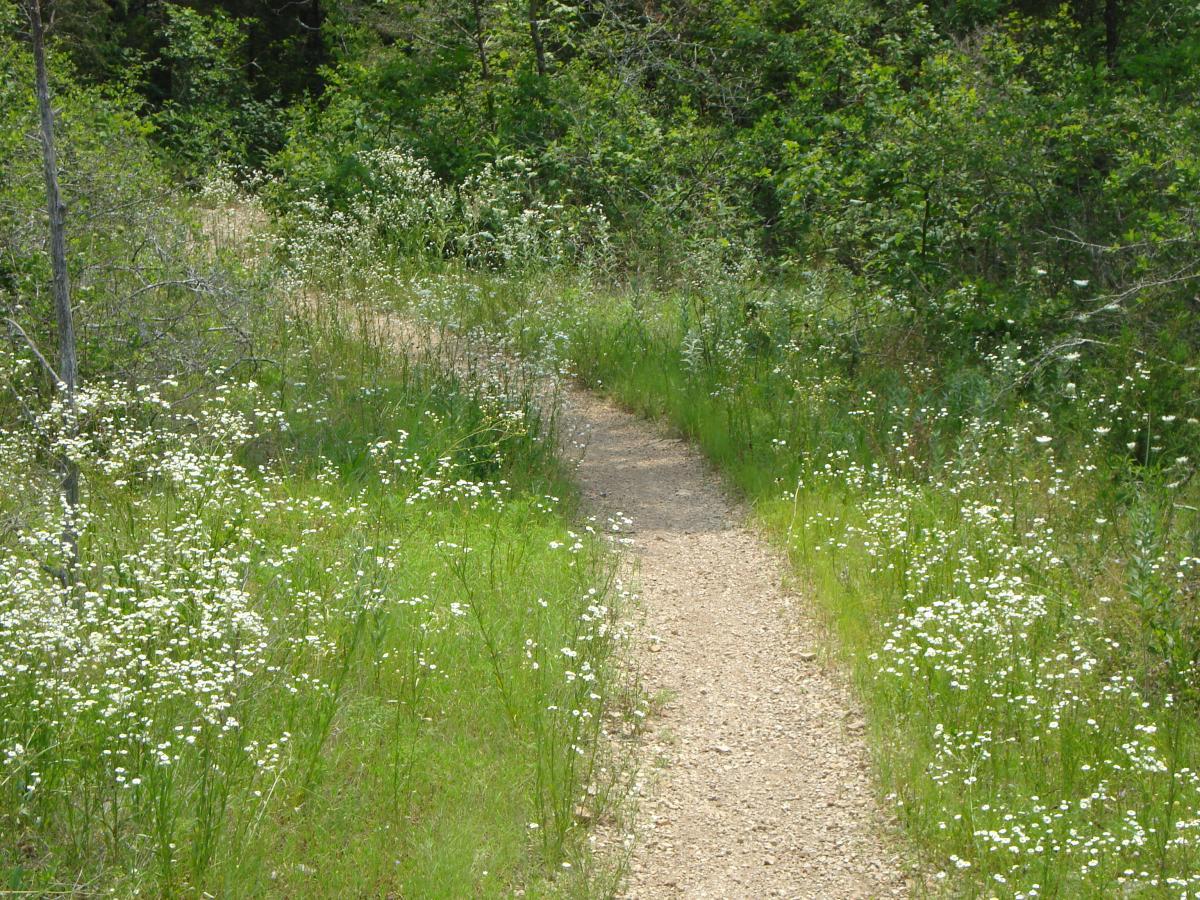 A winding gravel path through a lush green meadow, bordered by tall grass and clusters of small white wildflowers. The path is surrounded by trees, suggesting a natural, serene environment. Jones Mill mountain bike trail.