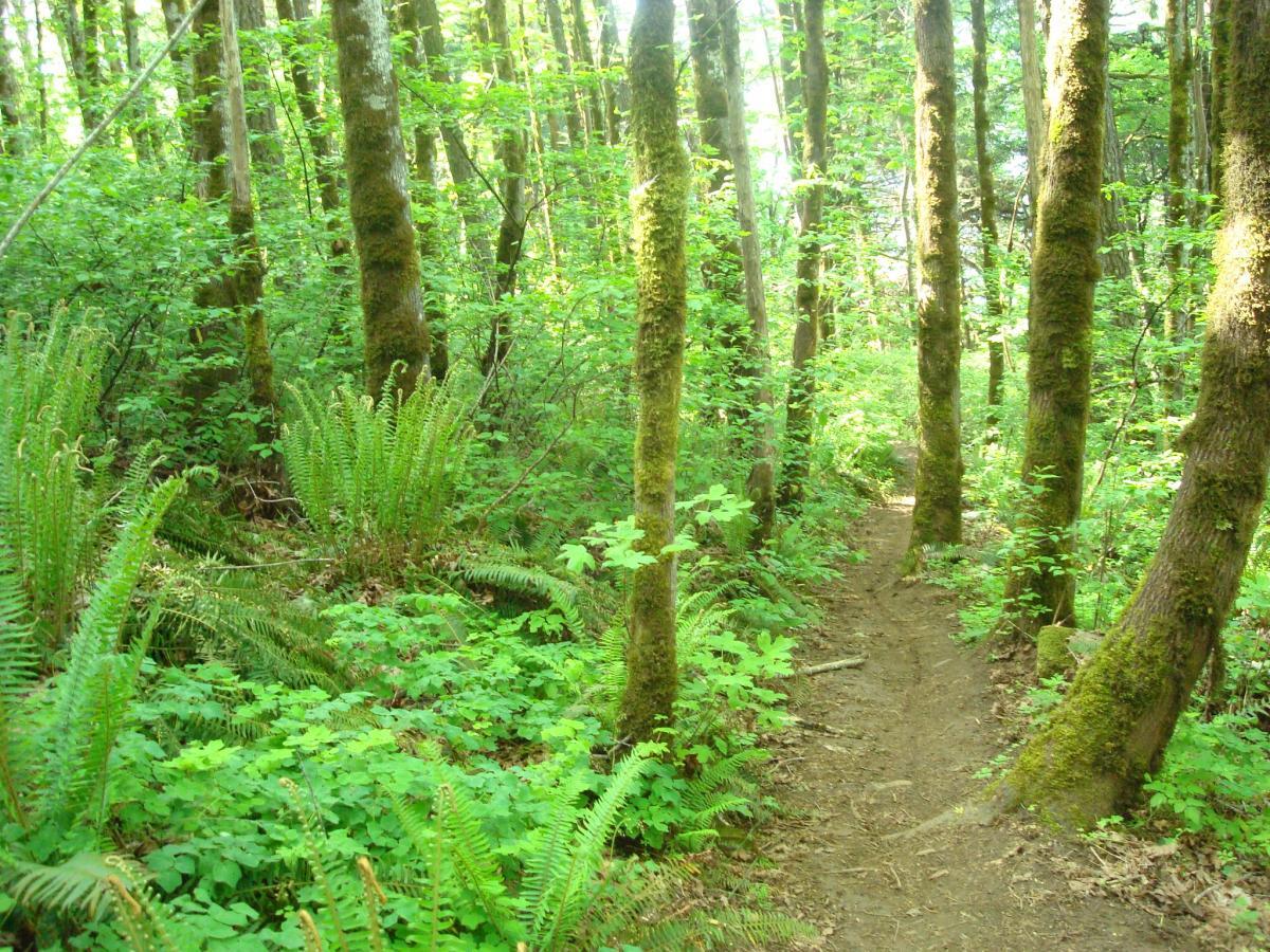 A narrow dirt path winding through a lush, green forest filled with tall trees, ferns, and underbrush. Sunlight filters through the leaves, creating a serene and inviting atmosphere. Hagg Lake mountain bike trail.
