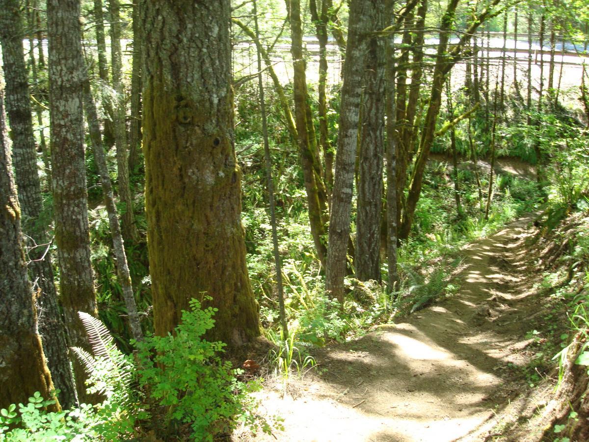 A dirt path winding through a lush forest, surrounded by tall trees and dense green vegetation, with sunlight filtering through the leaves. A road is faintly visible in the background. Hagg Lake mountain bike trail.