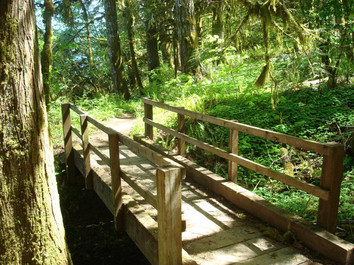 A wooden footbridge spanning a small path in a lush forest, surrounded by tall trees and vibrant greenery, with dappled sunlight filtering through the leaves. Hagg Lake mountain bike trail.