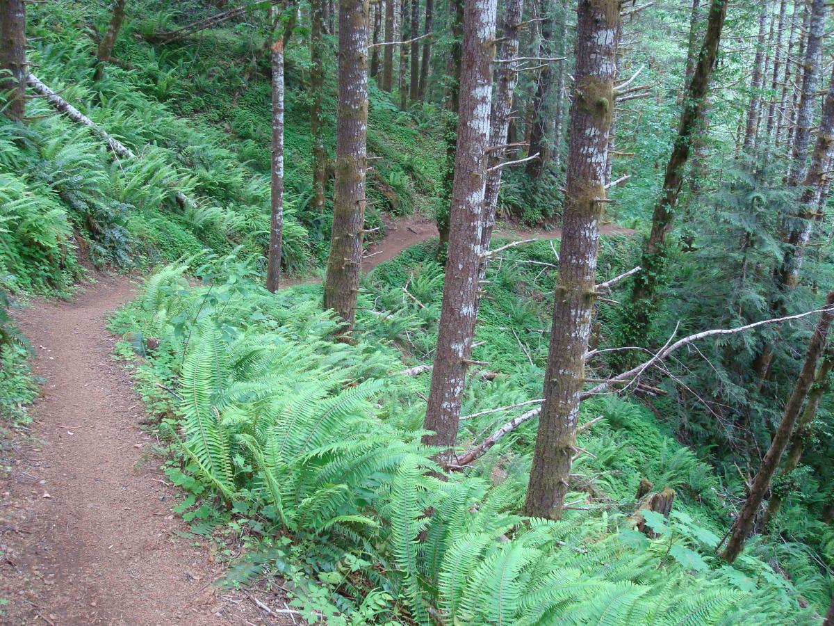 A winding dirt path surrounded by lush green ferns and tall trees in a forest setting. The trail curves gently, leading through a dense natural landscape. Storey Burn mountain bike trail.