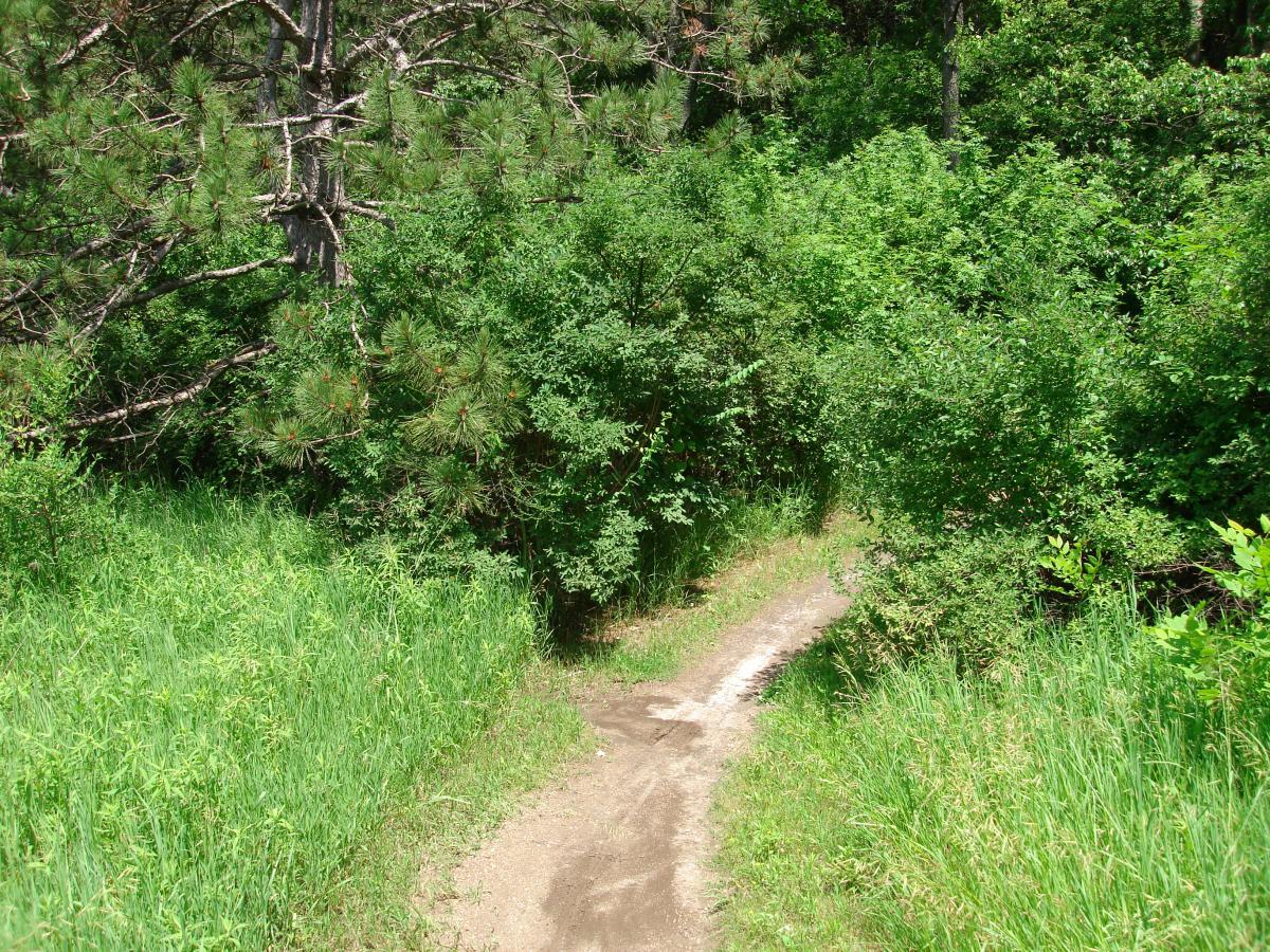 A narrow dirt trail winding through lush green foliage and underbrush, surrounded by tall grass and trees, suggesting an inviting nature pathway. John Muir Trails mountain bike trail.