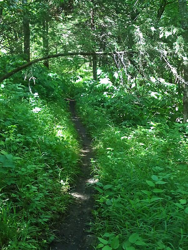 A narrow dirt path winding through a lush green forest, surrounded by dense foliage and tall grasses under dappled sunlight. Fancy Creek State Park mountain bike trail.