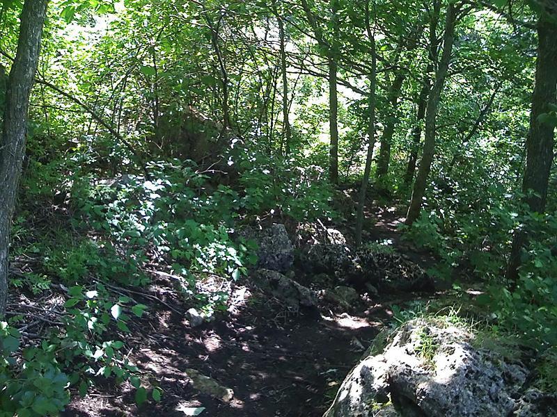 A dense wooded area featuring tall trees, lush greenery, and scattered rocks on the forest floor, creating a natural and tranquil landscape. Fancy Creek State Park mountain bike trail.