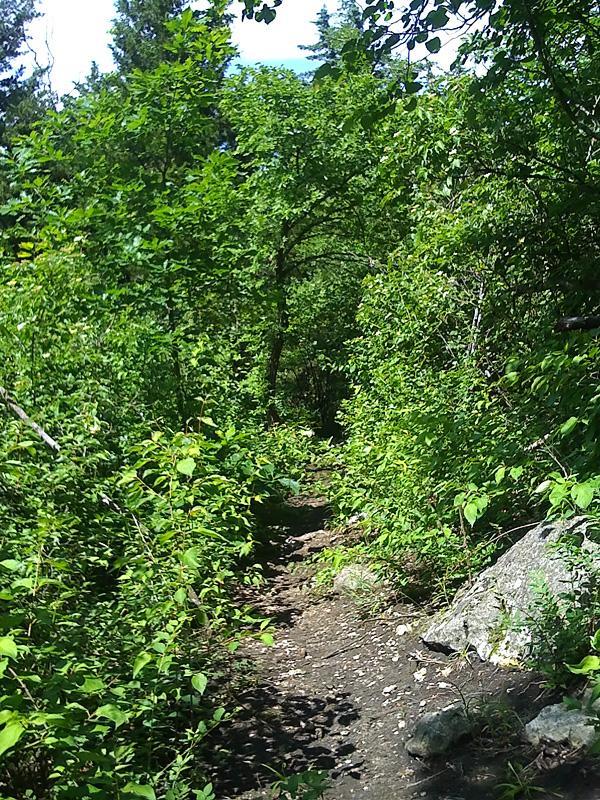 A narrow dirt path winding through a lush green forest, surrounded by dense foliage and small rocks. Sunlight filters through the leaves, illuminating the tranquil trail. Fancy Creek State Park mountain bike trail.