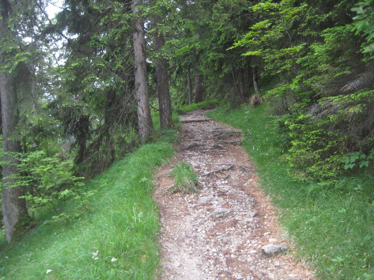 A natural dirt path winding through a lush green forest, bordered by tall trees and vibrant undergrowth, with visible roots and rocks along the trail. Kramer Plateauweg mountain bike trail.
