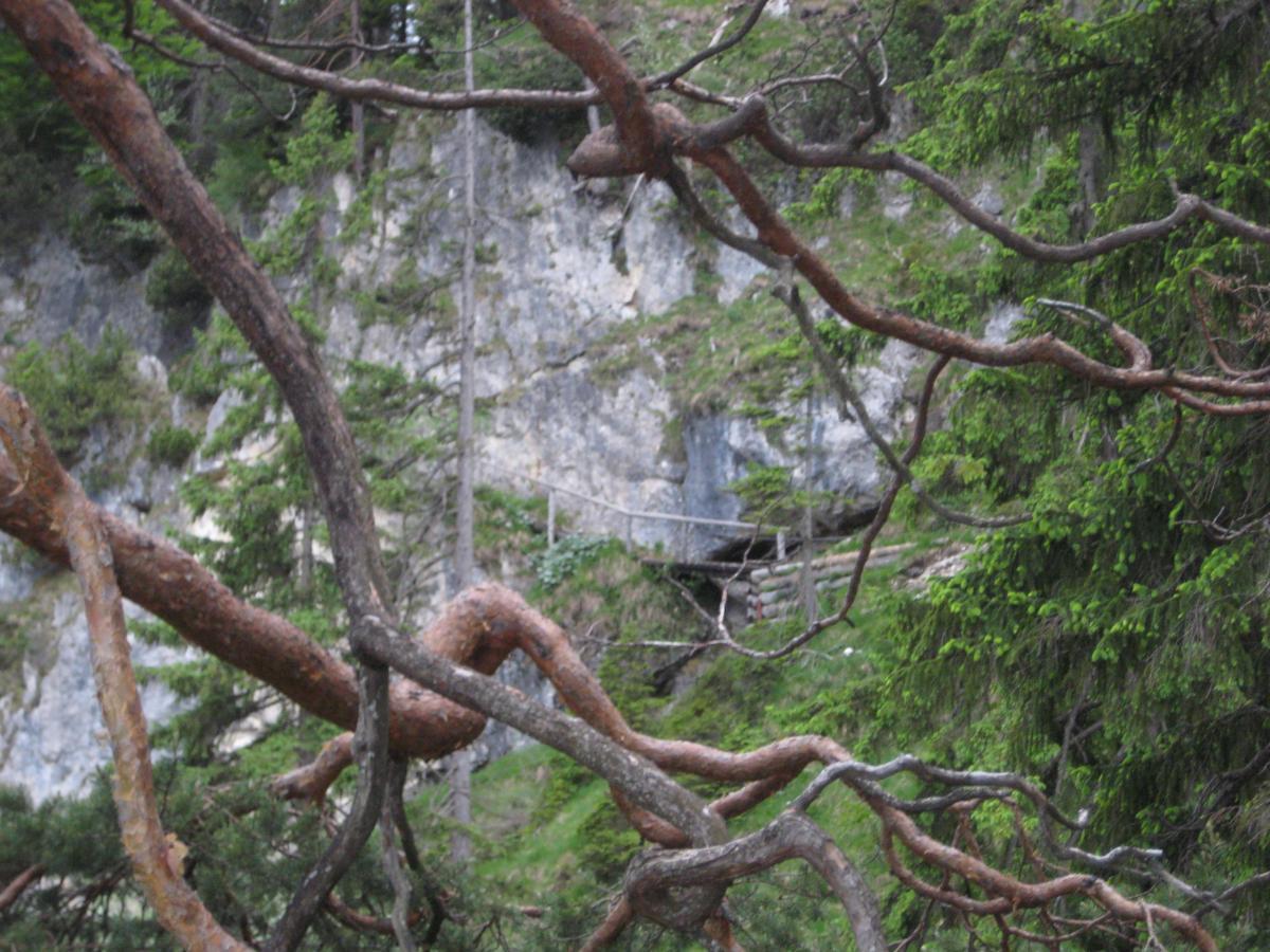 A natural scene featuring twisted tree branches in the foreground, with a rocky cliff and green foliage in the background. A faint outline of a wooden structure can be seen on the cliff face. The image captures the tranquility of a forested area. Kramer Plateauweg mountain bike trail.