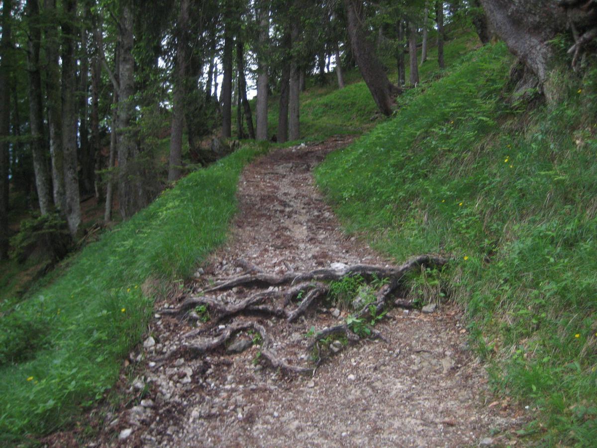 A winding dirt path through a wooded area, surrounded by tall trees and lush green grass, with exposed tree roots along the trail. Kramer Plateauweg mountain bike trail.