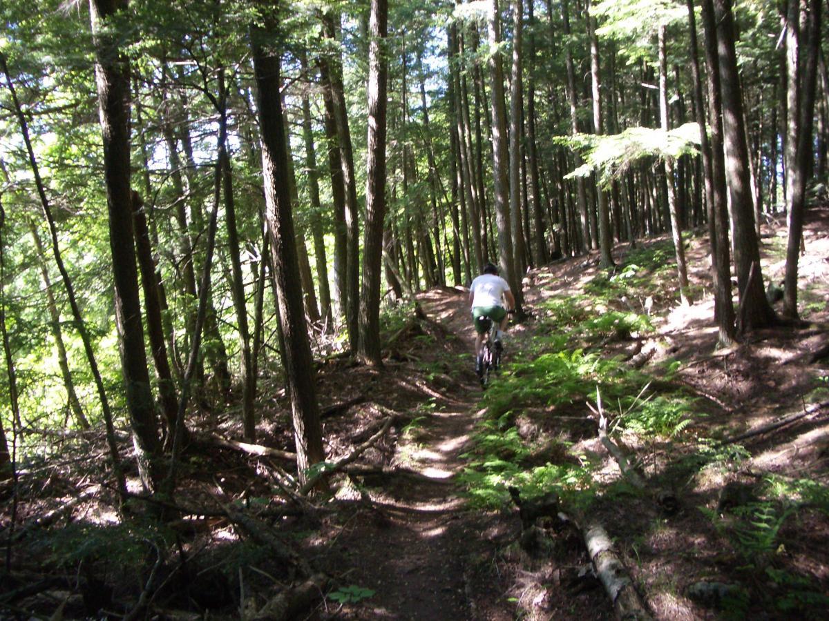 A person riding a mountain bike along a narrow dirt trail in a lush green forest, surrounded by tall trees and ferns. Sunlight filters through the leaves, illuminating the path ahead. The Underdown mountain bike trail.