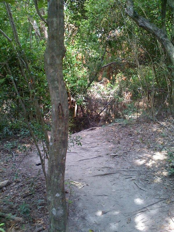 A narrow, sandy path winding through a dense forest, surrounded by greenery and trees. Sunlight filters through the leaves, casting patches of light and shadow on the ground. Twigs and leaves cover the trail, suggesting a natural, untamed environment. Cypresswood Trails mountain bike trail.