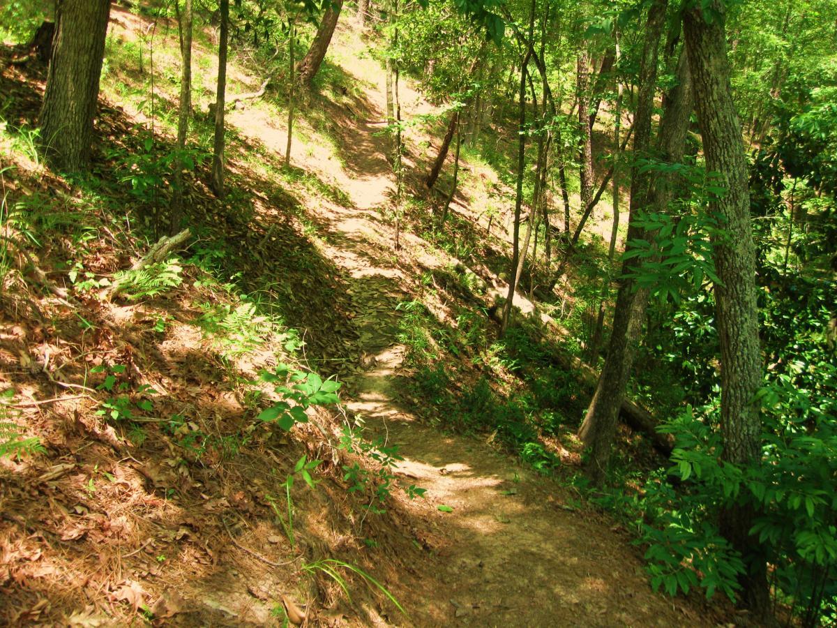 A winding dirt path through a sunny forest, surrounded by lush green trees and underbrush. Sunlight filters through the leaves, casting dappled shadows on the ground covered with fallen leaves and small plants. Clear Springs Rec. Area mountain bike trail.