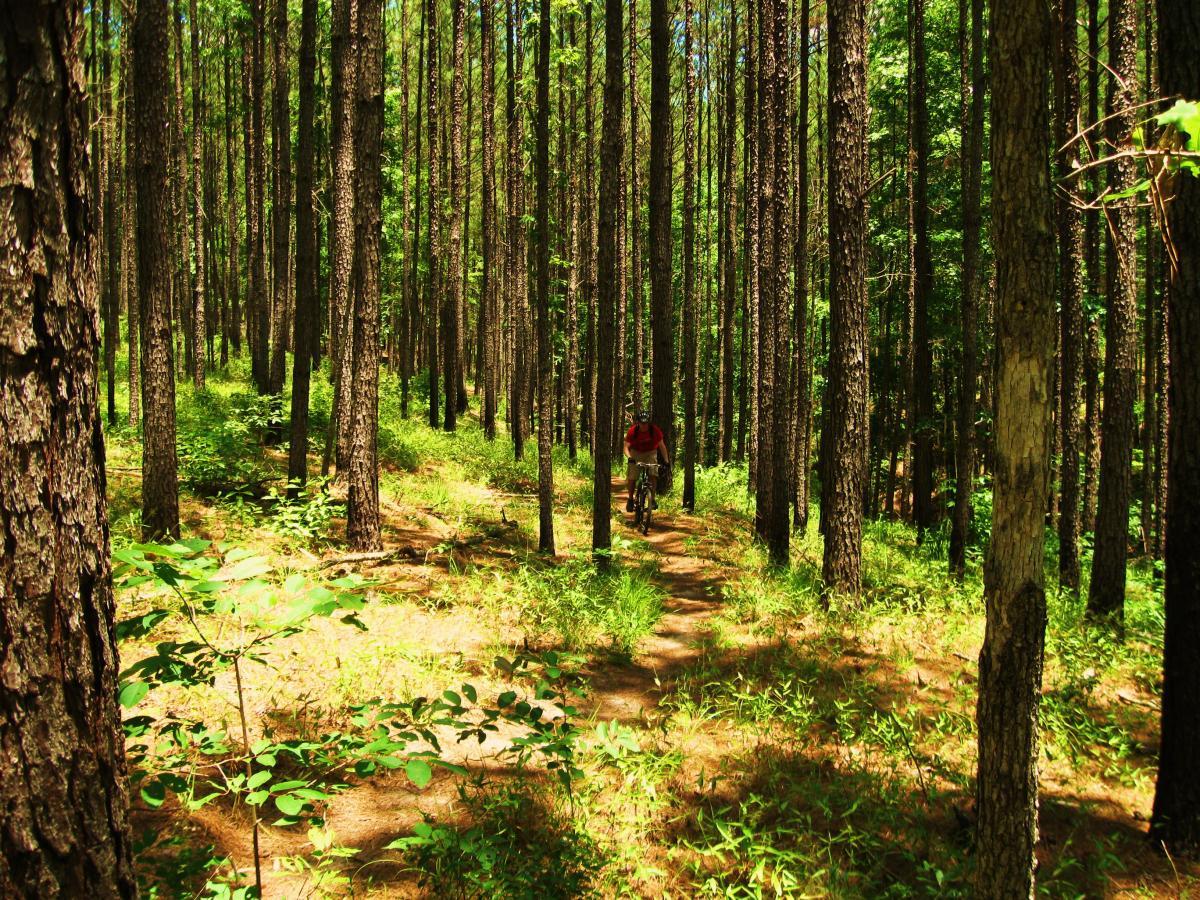 A mountain biker riding on a winding dirt trail through a lush green forest, surrounded by tall trees and undergrowth. Bright sunlight filters through the leaves, creating dappled shadows on the path. Clear Springs Rec. Area mountain bike trail.