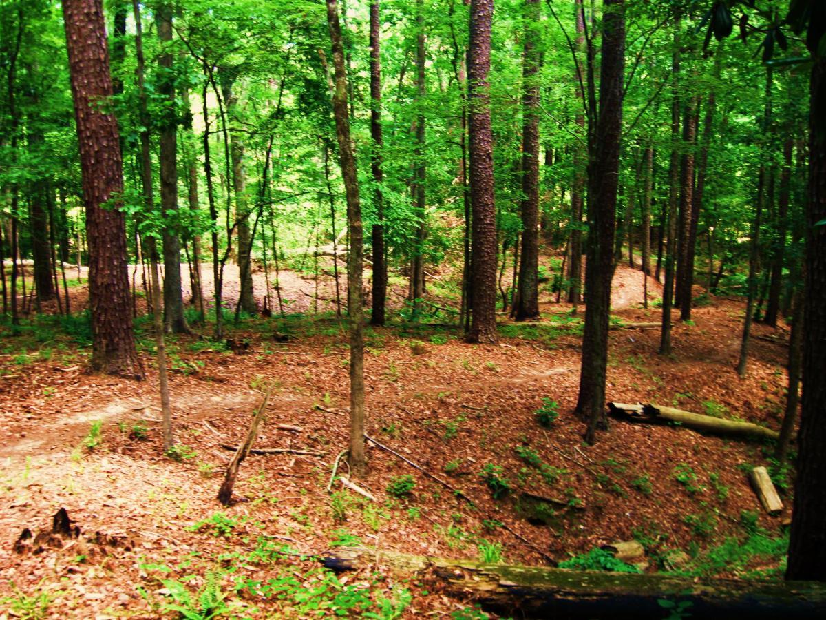 A lush green forest with tall trees and a carpet of brown leaves covering the ground. Trails meander through the woods, with sunlight filtering through the foliage, creating a serene and natural atmosphere. Clear Springs Rec. Area mountain bike trail.