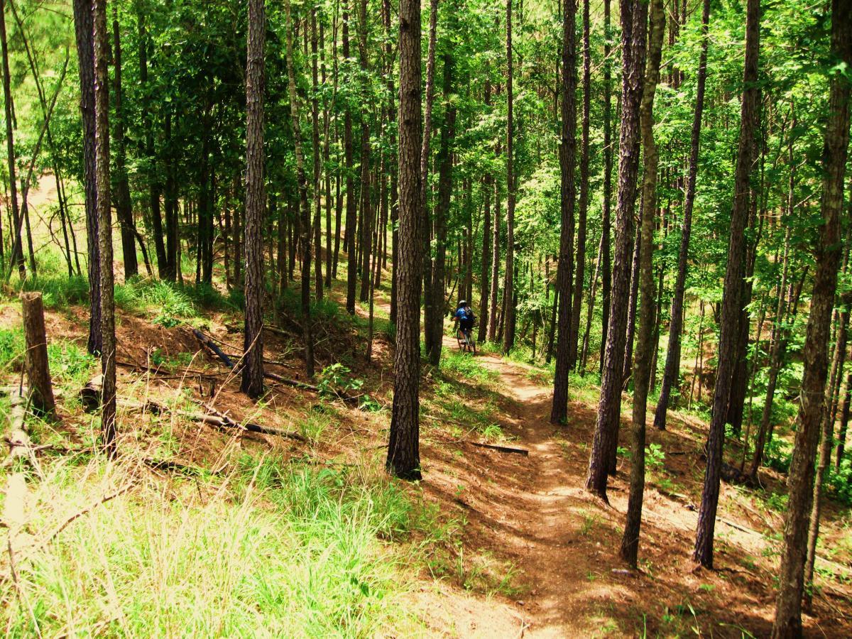 A person walking or riding a bike down a winding dirt trail through a lush green forest, surrounded by tall trees and vibrant foliage. Sunlight filters through the leaves, creating dappled shadows on the ground. Clear Springs Rec. Area mountain bike trail.
