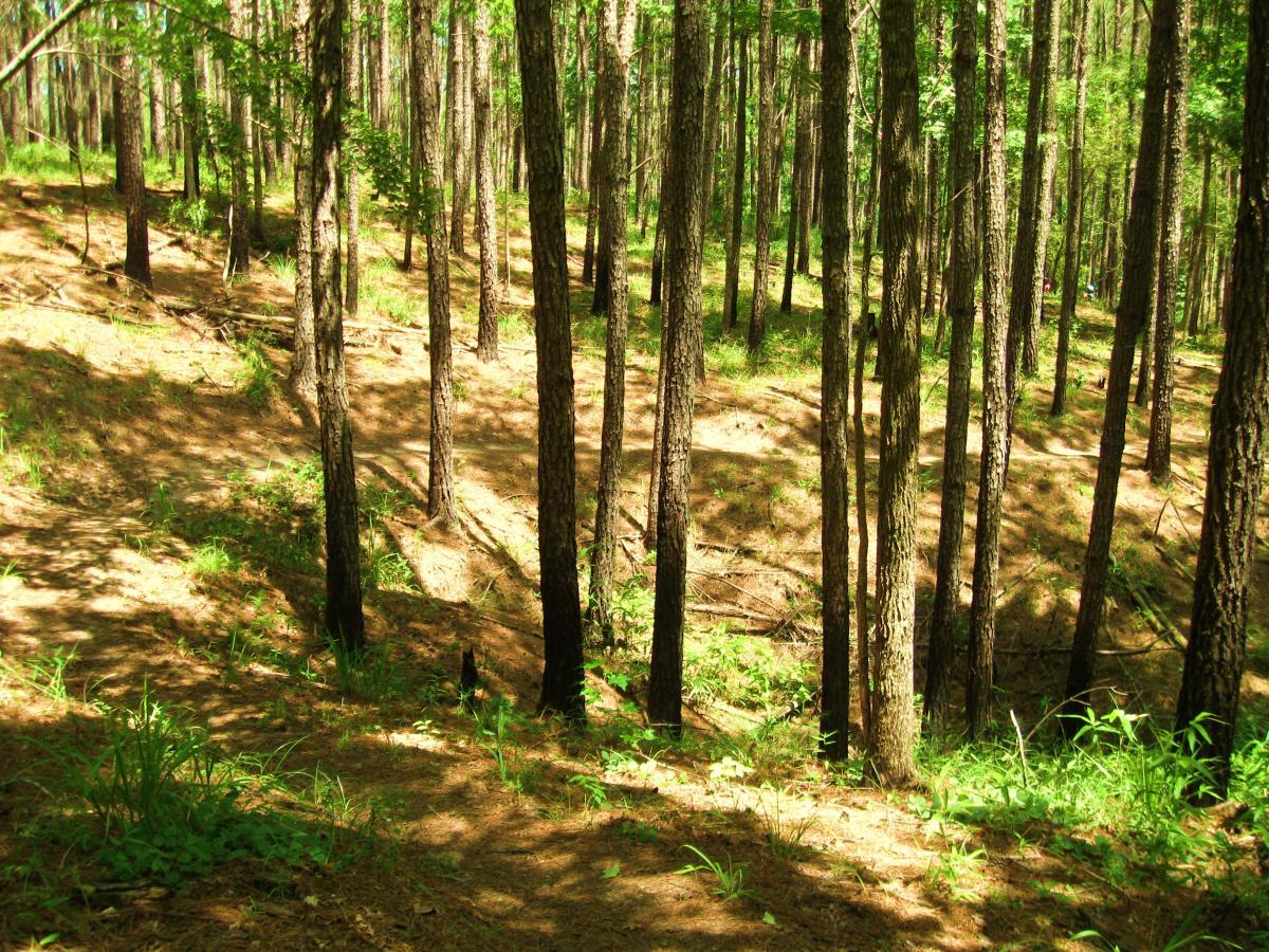 A lush forest scene featuring tall trees with textured bark, casting dappled sunlight on the forest floor. The ground is covered in a mixture of green grass and brown pine needles, with gentle slopes leading through the trees. A winding path can be seen in the background, surrounded by vibrant greenery and scattered underbrush. Clear Springs Rec. Area mountain bike trail.