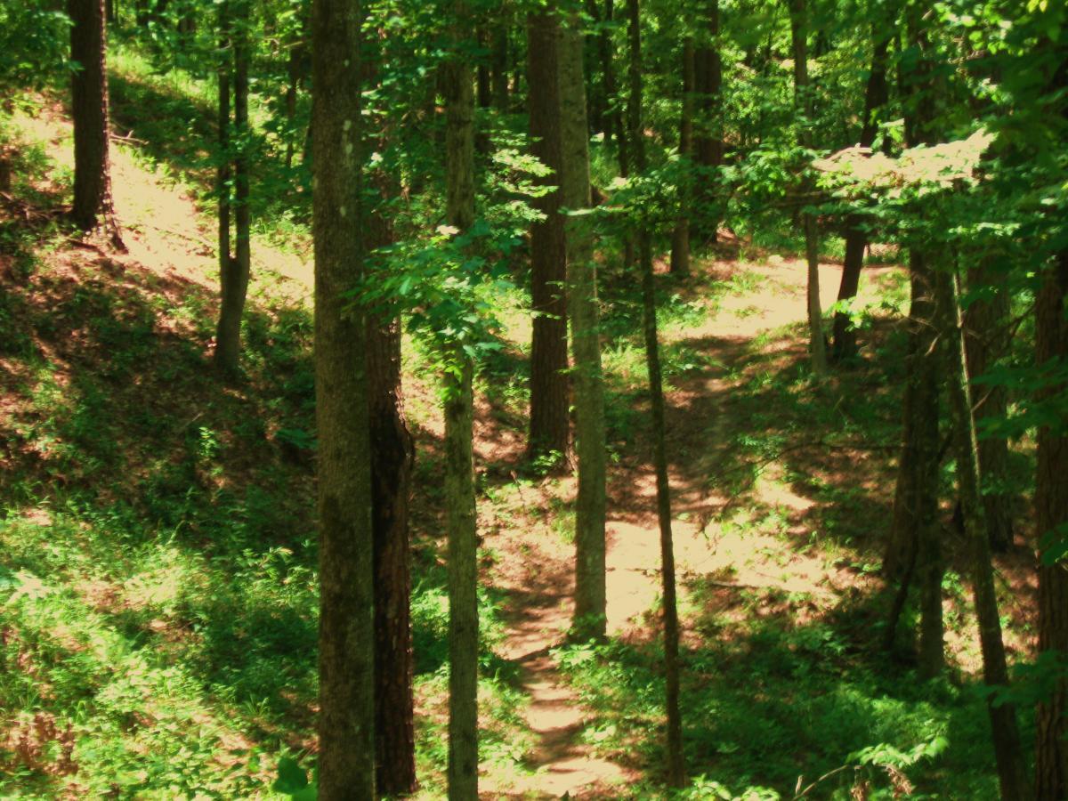 A lush, green forest scene featuring tall trees with vibrant leaves. A winding path meanders through the underbrush, lit by dappled sunlight filtering through the canopy above. The ground is covered with a mix of leaves and grass, creating a serene and peaceful atmosphere. Clear Springs Rec. Area mountain bike trail.